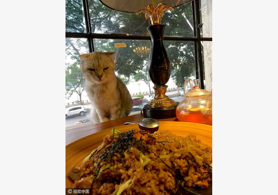 Cats are in the spotlight at this Guangzhou restaurant