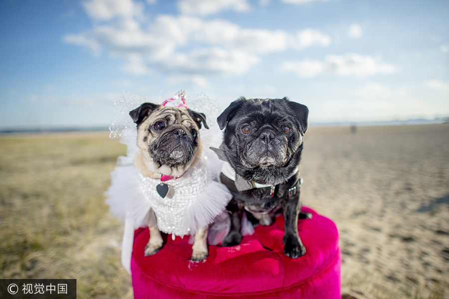 Pets dressed as people gain social media attention