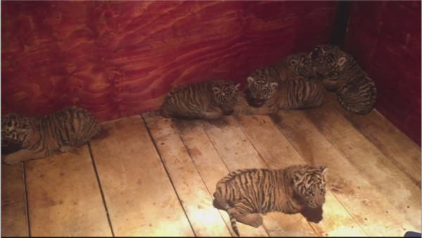 Tiger gives birth to seven cubs in rare breeding feat