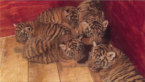 Tiger gives birth to seven cubs in rare breeding feat