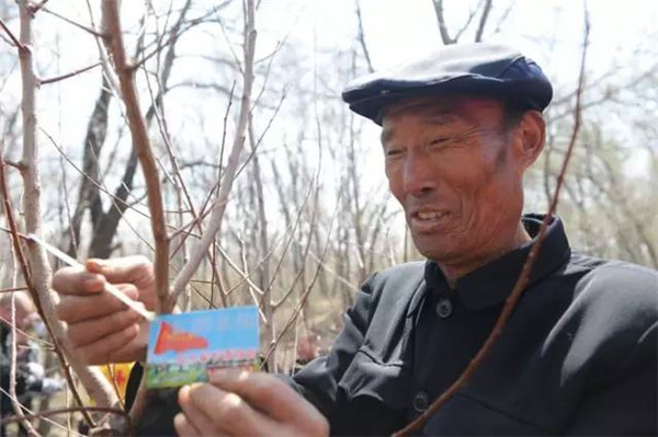 Re-greening mountains in NE China
