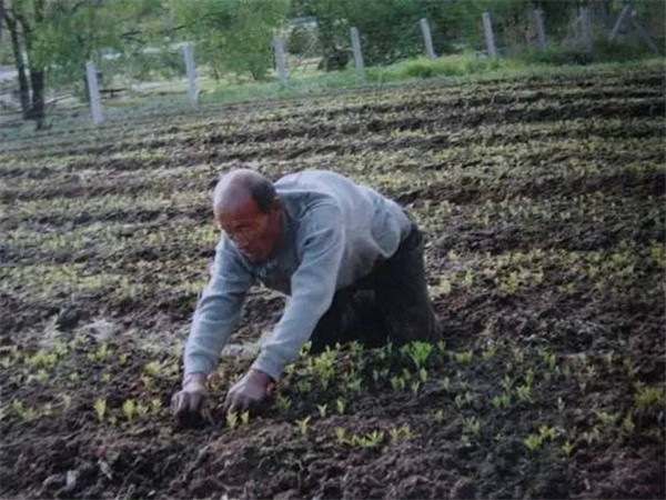 Re-greening mountains in NE China