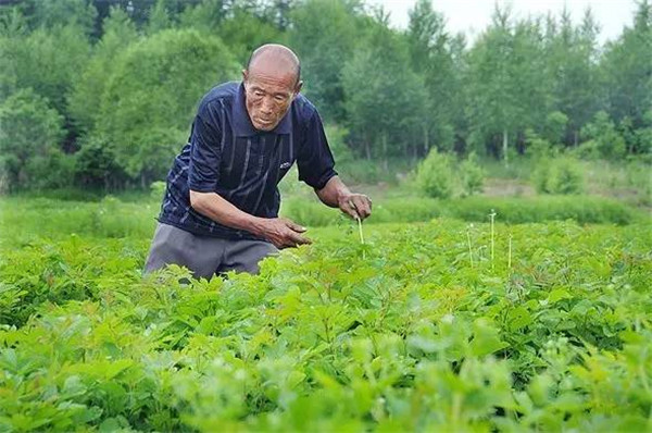 Re-greening mountains in NE China