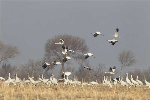 White cranes flock to Jilin to spend spring