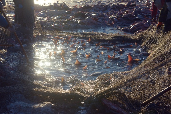 Traditional winter fishing on Chagan Lake