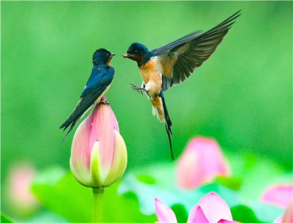 Photographer shoots birds, but nicely