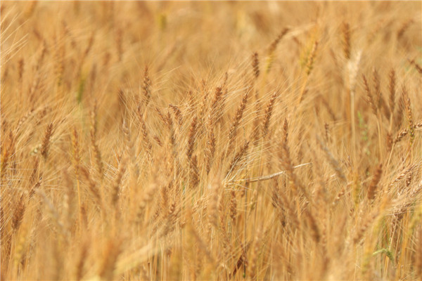 Summer wheat harvest begins