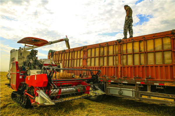 Summer wheat harvest begins