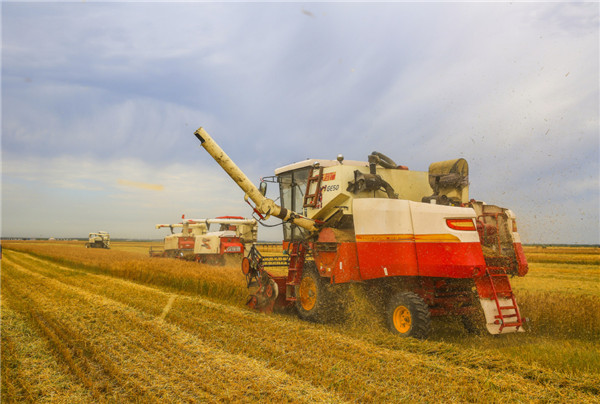 Summer wheat harvest begins