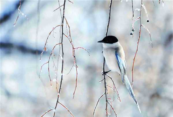 First snow in NE China university campus into winter wonderland