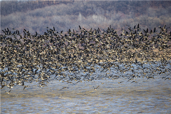 Southward migrating wild geese rest in Hunchun city