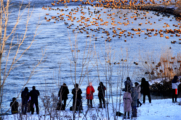 Thousands of wild ducks flock to Changbai Island in Jilin