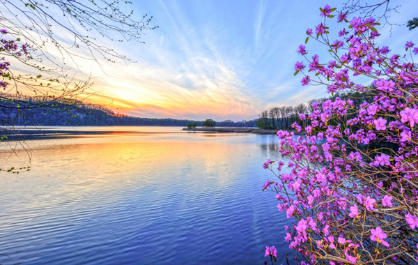 Wild azalea tourism festival opens in Jilin province