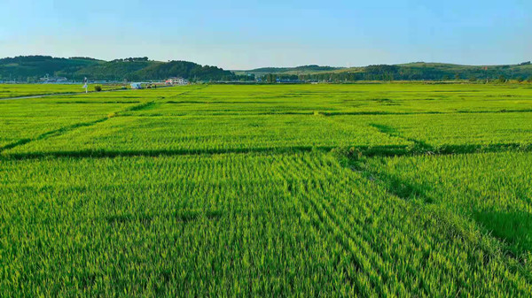 Rice farming, agritourism in Jilin boost villagers' incomes