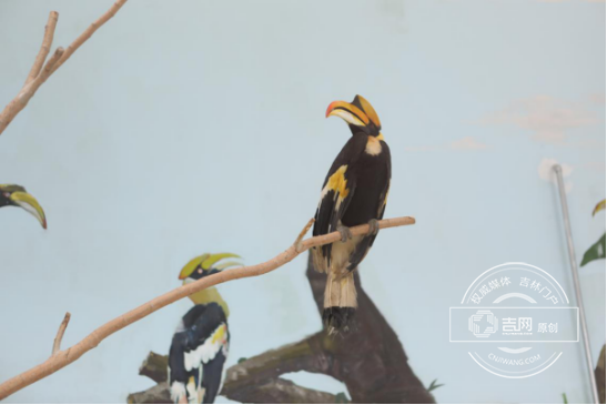 The 17th CCIAFF Expo opens in Changchun