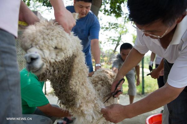 Alpacas shaved at Hefei Wildlife Park