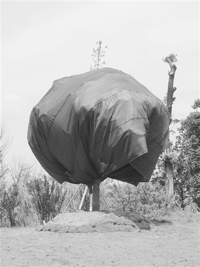 Jiuhua Mountain's ancient trees get protection against sunshine