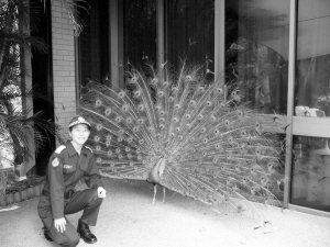 青島女孩在澳洲當(dāng)警花 上街巡邏隨身帶辣椒水