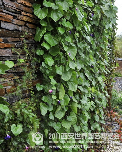 The romantic Xi'an Expo Park in the rain
