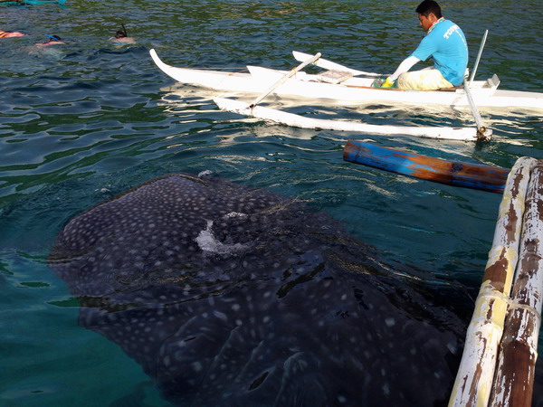 Sumilon, an island for intimate contact with whale sharks