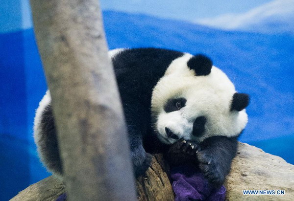 Giant panda cub 'Yuanzai' weaned