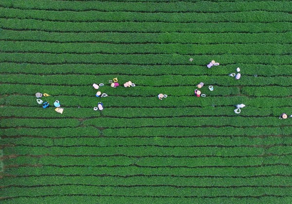 Tea-leaves picking