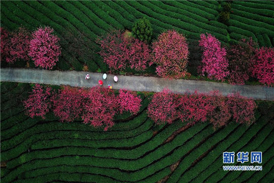 Cherry blossoms make tea garden a hit tourist destination