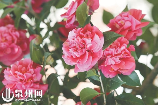 In pics: Blossomed flowers in Quanzhou