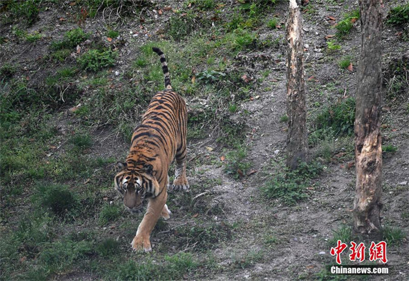 In pics: South China tiger in Longyan