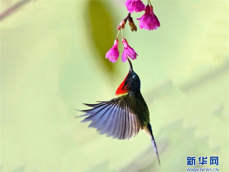 Captivating view of sunbirds collecting pollen