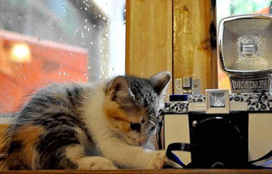 Beijing summit celebrates China's Qiqiao Festival