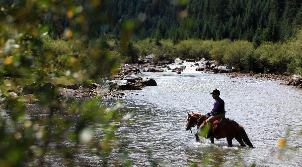 Horses graze at Shandan Horse Ranch in Gansu