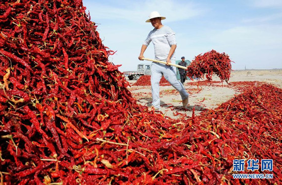 Gansu county sees bumper harvest of chiliesi