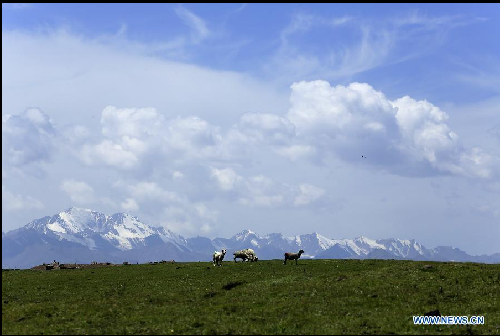 Summer scenery of grassland in Qilian Mountains attracts tourists