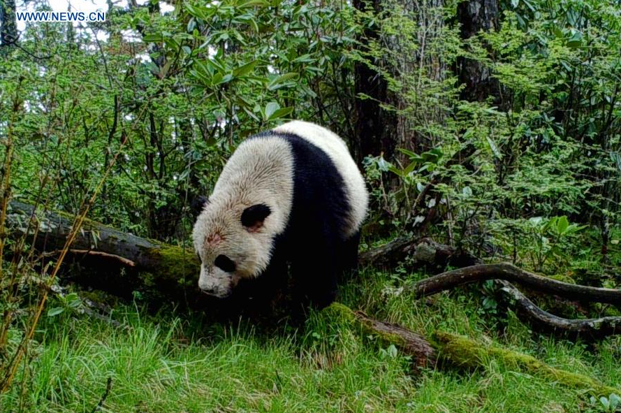 Gansu villagers form scout to prevent illegal hunting, rescue rare animals