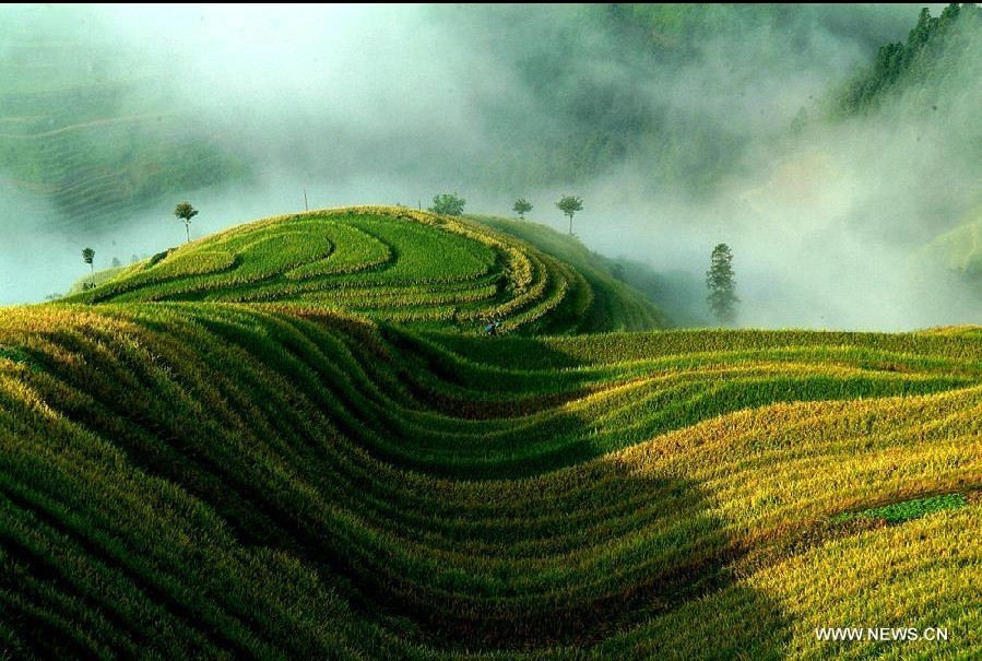 Scenery of terraced fields in SW China