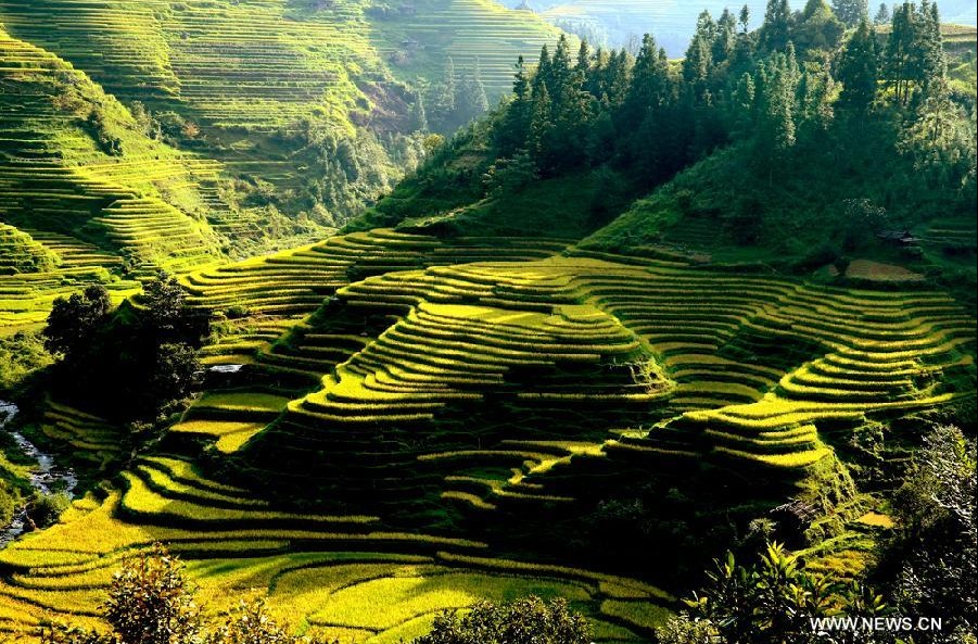 Scenery of terraced fields in SW China