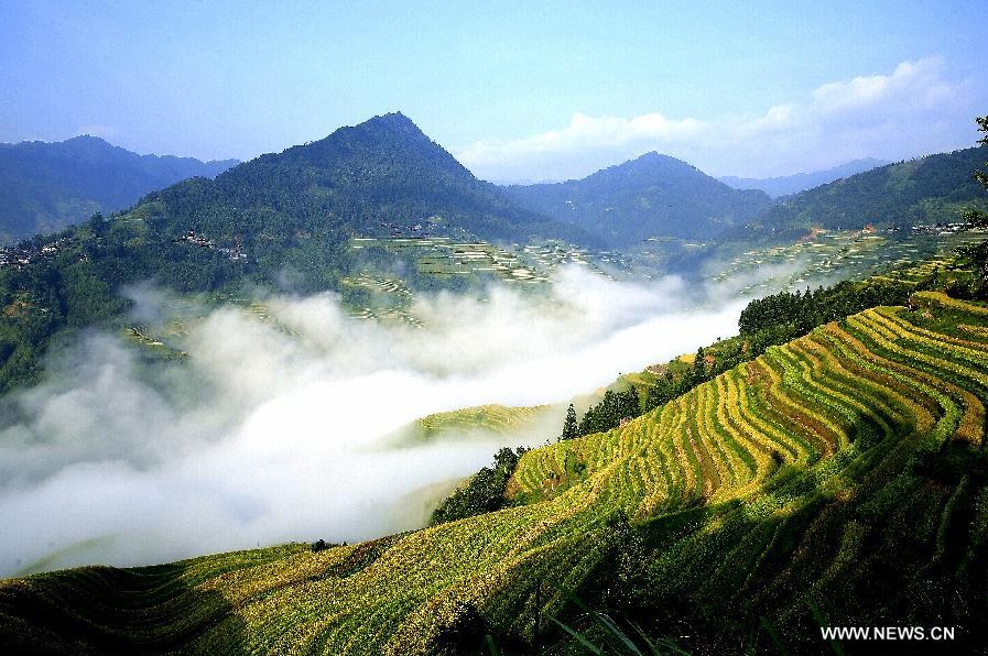 Scenery of terraced fields in SW China