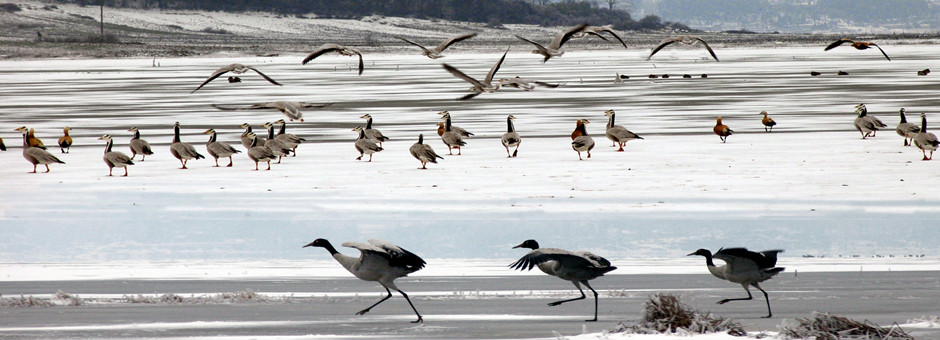 Caohai, Weining county, Bijie city of Guizhou province.