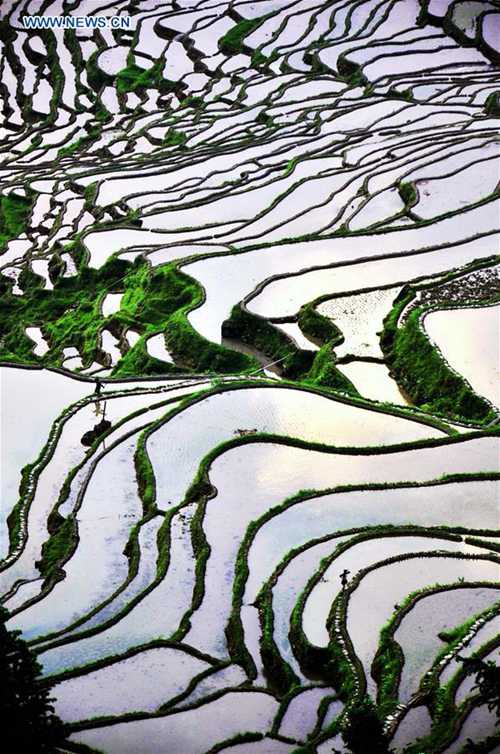Scenery of Jiabang terraces in China's Guizhou