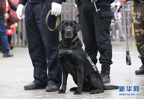 Police dog works to keep public safe during chunyun