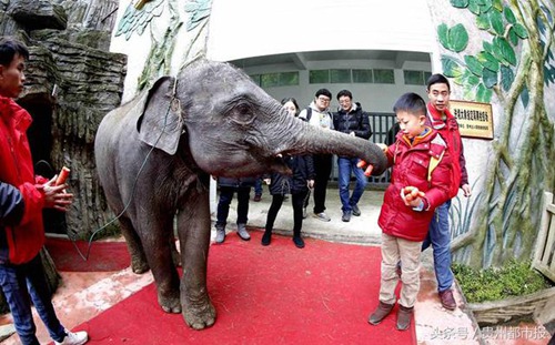 Laotian elephants find new home in Guiyang