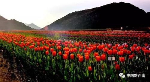 Tulips salute early spring