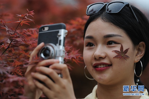 Reddening maple leaves attract visitors in Guiyang