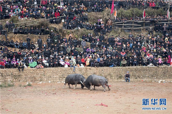 Bullfighting heats up lunar new year