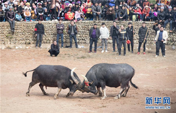 Bullfighting heats up lunar new year
