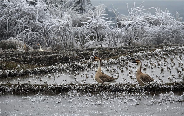 Rime creates unique scenery in Guizhou