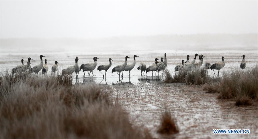 Over 1,500 black-necked cranes arrive in Guizhou to live through winter