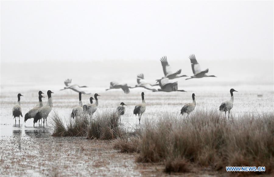 Over 1,500 black-necked cranes arrive in Guizhou to live through winter