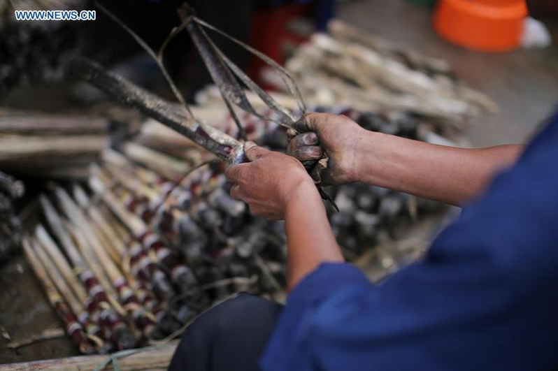 Farmers plant off-season fruits in China's Guizhou